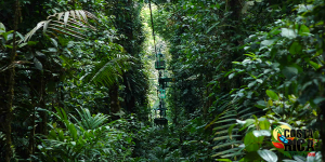 Rain Forest Adventure 3 in 1