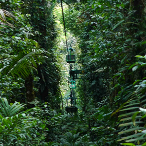Rain Forest Adventure 3 in 1