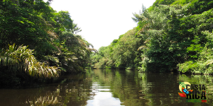 Sarapiqui Canopy & Safari Boat Adventure