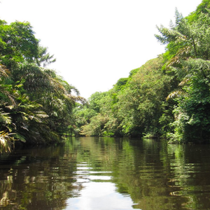 Sarapiqui Canopy & Safari Boat Adventure