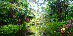 Tortuguero National Park Tour