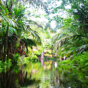 Tortuguero National Park Tour