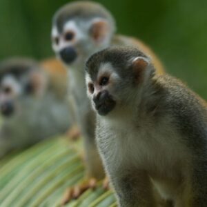 The pura vida package