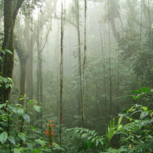 Tropical Forest Adventure Package