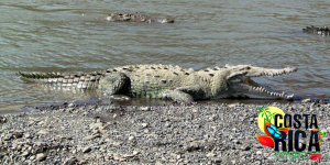 Crocodile Safari Expedition and Carara National Park