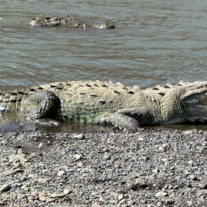 Crocodile Safari Expedition and Carara National Park